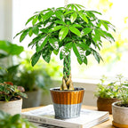 Live Plants Money Tree in 4" Gold-Gray Pot, Easy to Grow Houseplant, Indoor Bonsai, Home Office Decor, Birthday Housewarming Gift