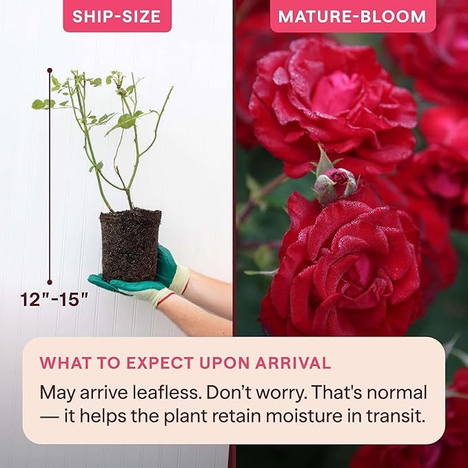 Heirloom Climbing Roses, Live Own Root Plant for Outdoor Garden, Lady in Red™, Lightly Fragrant, Hardiness Zones 4-10, Repeat Blooming