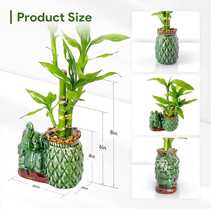 Lucky Bamboo 3-Stalk Set with Pebbles in Elephant Pineapple Pot – 6'' 6'' 8'' Live Houseplant for Good Fortune