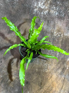 PLANTVERS Live Fern Plant in a 4" Nursey Pot | Low Maintenance Indoor Houseplant | Tropical Air Purifying Green Foliage for Home & Office Decor | Easy-Care Indoor Plant (Bird Nest Fern)