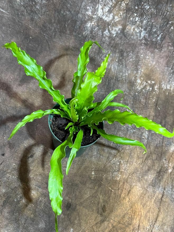 PLANTVERS Live Fern Plant in a 4" Nursey Pot | Low Maintenance Indoor Houseplant | Tropical Air Purifying Green Foliage for Home & Office Decor | Easy-Care Indoor Plant (Bird Nest Fern)