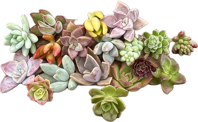 Fat Plants San Diego Miniature Rosette Succulent Cuttings (15)
