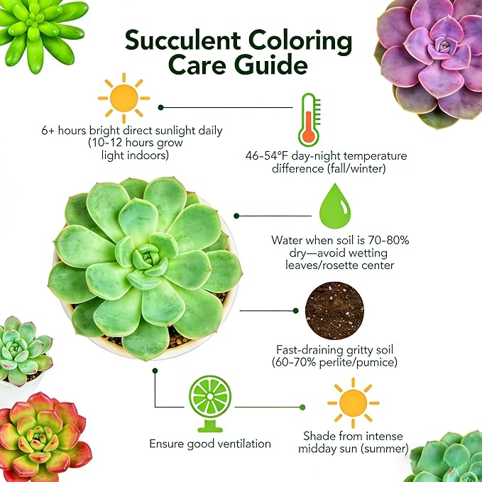 Sprout N Green Echeveria Tango, Rare Live Succulent Fully Rooted in 2" Pot with Soil Mix, House Plant for Indoor Outdoor Home Office Wedding Decoration Party Favor, Pets Friendly, Easy to Care