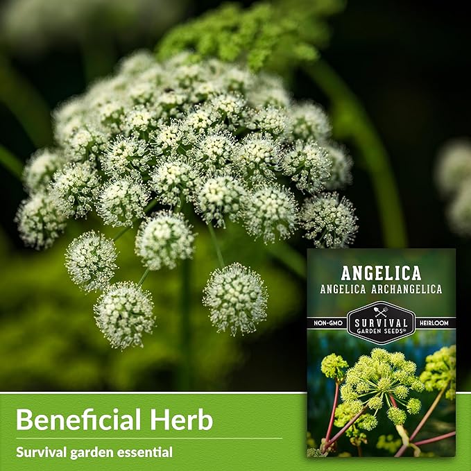 Angelica Seeds for Planting - Medicinal Herb Garden Seed to Grow Angelica Archangelica - Edible Traditional Healing Herb, Biennial Plant - Survival Garden Seeds (1 Pack)