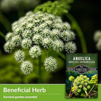 Angelica Seeds for Planting - Medicinal Herb Garden Seed to Grow Angelica Archangelica - Edible Traditional Healing Herb, Biennial Plant - Survival Garden Seeds (1 Pack)