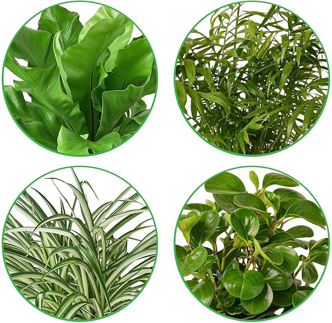 Pet Friendly Live Plants for Indoor | Different Houseplants in Multiple Sizes | Real House Plant for Living Room, Office, Desk & Bathroom