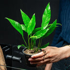 SubstrateSource Anubias Live Aquarium Plants - Potted Freshwater Plant for Fish Tanks, Terrariums - Beginner Friendly Low Light (Congensis, Mother Plant)