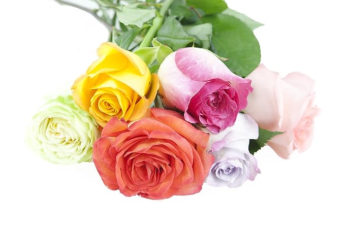 KaBloom - Rainbow Roses (Half Dozen)- Fresh Flowers for Birthday, Valentine's & Mother's Day