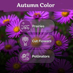 KVITER 600 New England Aster Seeds for Planting (Aster novae-angliae) – Purple Asters Plant Wildflower Seed Packets – Perennial Cut Flower Seeds, Purple Flower Garden, Flowers Beds, Containers