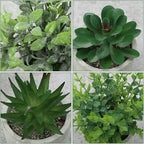 Chunful 6 Pack Small Artificial Greenery Potted Plants Indoor Mini Fake Eucalyptus Rosemary Succulents in Pulp Rustic Farmhouse Table Centerpiece for Shelf Bathroom Bedroom Kitchen Office