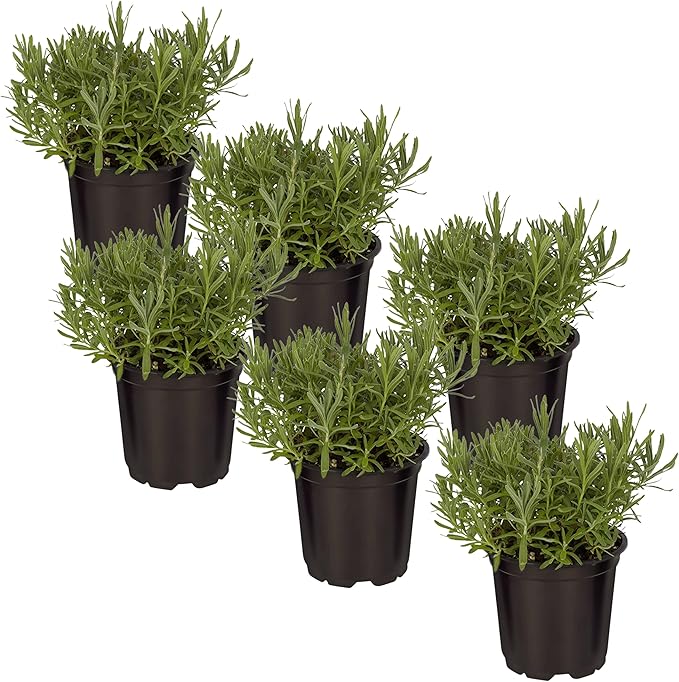 Live Aromatic and Edible Herb - Lavender (6 Per Pack), Natural Sleep Enhancer, 6" Tall by 4" Wide in 1 Pint Pot