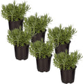 Live Aromatic and Edible Herb - Lavender (6 Per Pack), Natural Sleep Enhancer, 6" Tall by 4" Wide in 1 Pint Pot