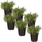Live Aromatic and Edible Herb - Lavender (6 Per Pack), Natural Sleep Enhancer, 6" Tall by 4" Wide in 1 Pint Pot