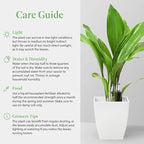 American Plant Exchange Cast Iron Plant – Live 6-Inch Potted Evergreen, Low-Maintenance Hardy Houseplant, Drought-Tolerant & Low-Light Indoor Plant for Home, Office & Shade Gardens