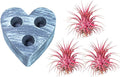 Air Plants - Tillandsia Ionantha - Organically Enhanced Color - Live Arrival Guaranteed - House Plants for Home Decor & Gift (3Pk Coral Glow + Turquoise Heart)