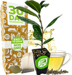 Tea Plant (Green Tea) Live Plant - Camellia sinensis - Wellspring Gardens Starter Plant for Your Indoor or Outdoor Garden