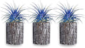 Air Plants - Tillandsia Ionantha - Organically Enhanced Color - Live Arrival Guaranteed - House Plants for Home Decor & Gift (3pk Blue Bell + White Barrels)