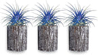 Air Plants - Tillandsia Ionantha - Organically Enhanced Color - Live Arrival Guaranteed - House Plants for Home Decor & Gift (3pk Blue Bell + White Barrels)