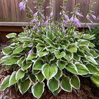Hosta Seeds for Planting, 295+pcs Perennial Rare Hosta Flower Seeds Plants, Non-GMO Heirloom Long Blooming Plants Shaded Entry Pathway Rare Flowers for Garden Outdoors