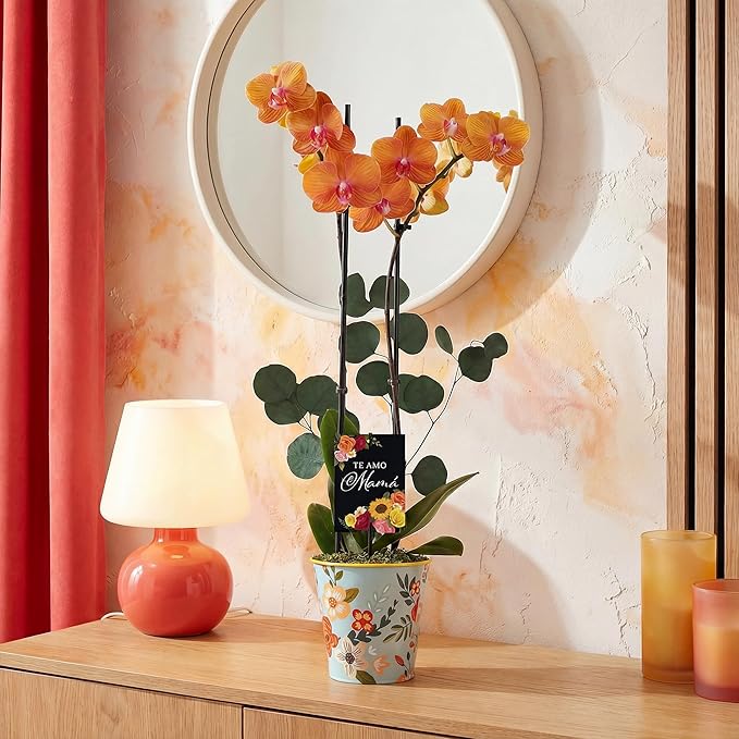 Green Circle Growers 5" Salmon Orchid Live Plant in Rifle Tin Planter with Eucalyptus Accent – Elegant Orchid Gift, Mother’s Day Plant Gift, Indoor Flowering Houseplant
