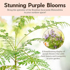 My Shelfie - Mini Jacaranda Tree, 3-4 Inch Tall Bonsai Tree in 2-Inch Pot, Live Plants Outdoor Hardiness Zones 9-11, Bonsai Live with Purple Flowers (5)