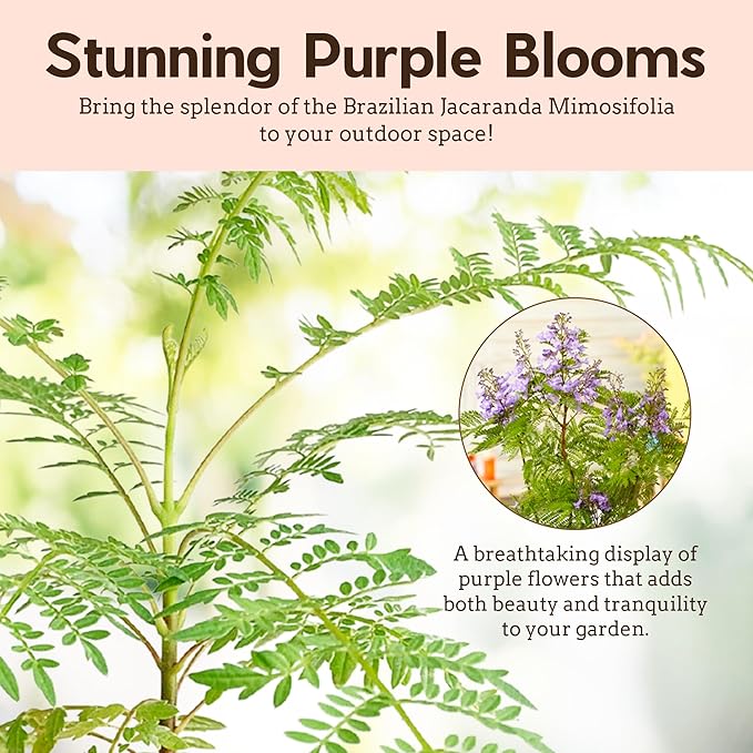 My Shelfie - Mini Jacaranda Tree, 3-4 Inch Tall Bonsai Tree in 2-Inch Pot, Live Plants Outdoor Hardiness Zones 9-11, Bonsai Live with Purple Flowers (5)