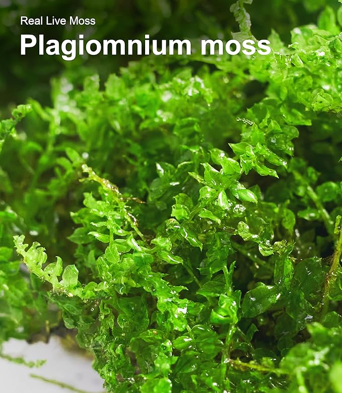 Live Moss Duo Pack 2 Types of Real Live Sheet/Sphagnum Moss for Terrariums, Terrarium Mosses Landscaping, Reptile Tank Accessories, Snake & Gecko Humidity Substrate Mosses for Crafts & Plant Décor