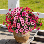 17 Inch Artificial Faux Pansy Flowers for Outdoor,Fake Pansies Flowers with Eucalyptus Leaves Fake Plants Greenery Boxwood Porch Patio Decor 6 Bundles(Pink,Dark Rose,Rose Red)