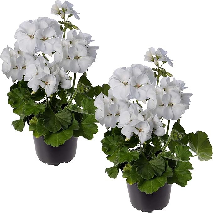 Live Flowering Zonal Geraniums - White (2 Plants Per Pack) - Beautiful Spring Flowers - 12" Tall by 5" Wide in 1 Qt Pot