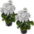 Live Flowering Zonal Geraniums - White (2 Plants Per Pack) - Beautiful Spring Flowers - 12" Tall by 5" Wide in 1 Qt Pot