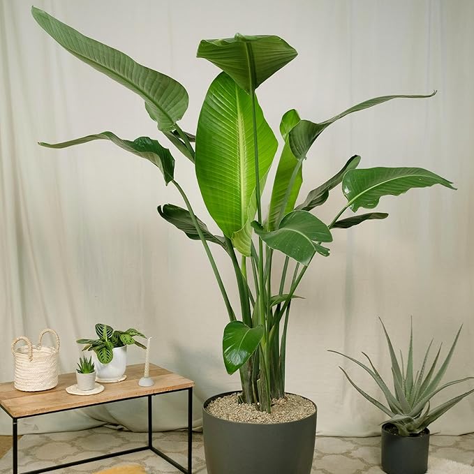 Live White Birds of Paradise Plant - 'White Birds of Paradise' Strelitzia nicolai - ragnaroc Tropical Plant 6-10” Tall - 2ct - Live Arrival Guaranteed - House Plants for Home Decor & Gift