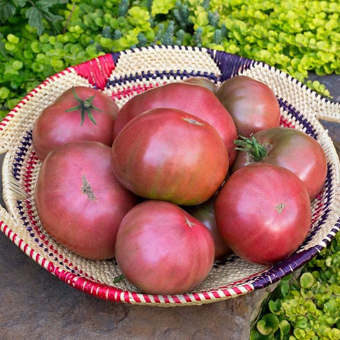 Bonnie Plants Cherokee Purple Tomato Live Vegetable Plants - 4 Pack, Heirloom Tomato, 10 - 12 Oz. Fruit Size, Great for Slicing