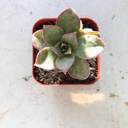 Blissful Aeonium Kiwi in 2" Pot Sizes in Between 2" to 4" Diameter, Easy Growing, Drought Tolerant for Outdoor Wedding Decoration DIY Projects Party Favor