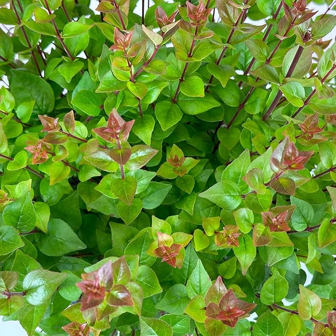 Blooming & Beautiful - Rose Creek Abelia - 3 gal - Semi-Evergreen Shrub - Green Foliage - Fragrant Pinkish-White Flowers - Summer to Fall - Zones 6-9 - Abelia x grandiflora 'Rose Creek' - 3 Gallon Pot