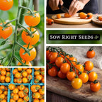 Sow Right Seeds - Orange Cherry Tomato Seeds for Planting - Non-GMO Heirloom Packet with Instructions to Plant & Grow an Outdoor Home Vegetable Garden - High Yield Salad Tomato - Great Gift (1)