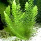 Low Light Aquatic Plant Set - Beginner-Friendly Live Aquarium Plants | Easy Care, Thrives in Low Light | Natural Filtration & Freshwater Tank Decor - Single Pack (6 Bunches)