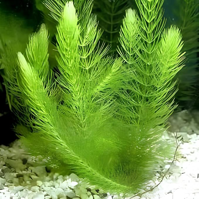 Low Light Aquatic Plant Set - Beginner-Friendly Live Aquarium Plants | Easy Care, Thrives in Low Light | Natural Filtration & Freshwater Tank Decor - Single Pack (6 Bunches)