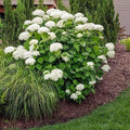 Brighter Blooms - Annabelle Hydrangea Shrub, 2 Gallon - No Shipping to AZ