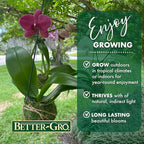Better-GRO 19” Hanging Kokedama with Phalaenopsis Orchid – Indoor/Outdoor Planter- Pink