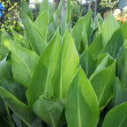 Chalily Canna ‘Chiquita Punch’, a Great Live Pond Plant for Your Water Garden. Filters The koi and Goldfish Pond. Good for Bogs, Plant Shelf or Shallow Water This marginal Aquatic is a Real Beauty