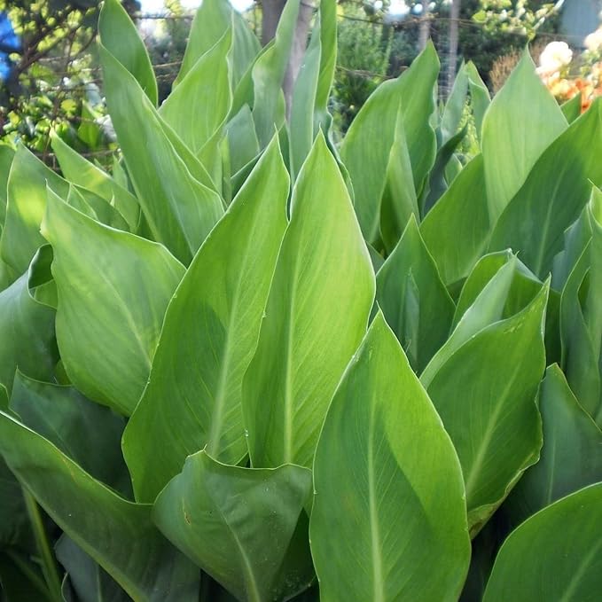 Chalily Canna ‘Chiquita Punch’, a Great Live Pond Plant for Your Water Garden. Filters The koi and Goldfish Pond. Good for Bogs, Plant Shelf or Shallow Water This marginal Aquatic is a Real Beauty