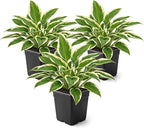 Live Perennial Hosta - So Sweet (3 Plants Per Pack) Beautiful Accent Plant, 10" Tall by 4" Wide in 1 Qt Pot