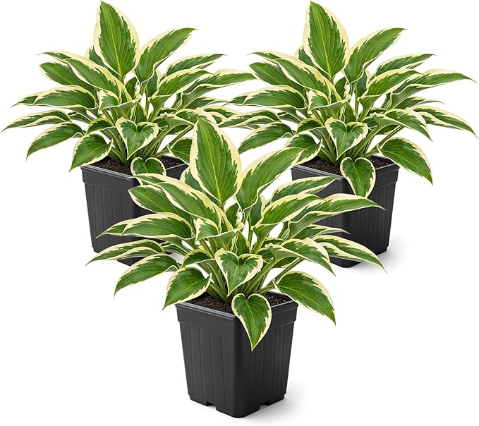 Live Perennial Hosta - So Sweet (3 Plants Per Pack) Beautiful Accent Plant, 10" Tall by 4" Wide in 1 Qt Pot