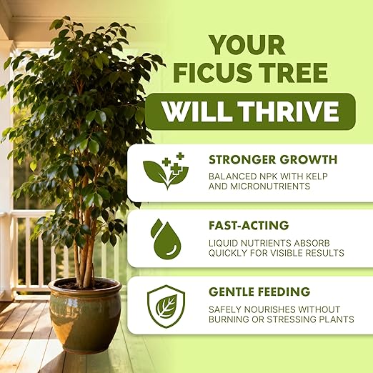 Ficus Tree Fertilizer – Liquid Plant Food for Lush Foliage, Stronger Roots & Healthy New Growth, 32 oz
