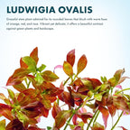 SubstrateSource Live Plant - Ludwigia Ovalis - Easy Care, Moderate to High Light, Green to Orange Accent, Freshwater Aquatic Plant for Aquascaping - Lead Bunch