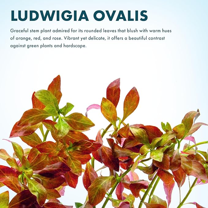 SubstrateSource Live Plant - Ludwigia Ovalis - Easy Care, Moderate to High Light, Green to Orange Accent, Freshwater Aquatic Plant for Aquascaping - Lead Bunch