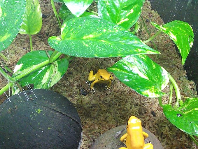 Josh's Frogs Epipremnum aureum Pothos (Marble Queen)