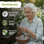 KVITER 250 Marsh Mallow Seeds for Planting (Althaea officinalis) – White Mallow Medicinal Seed Packets, Grow Heirloom Marshmallow Root Herb – Perennial Write Flower Garden Seeds Indoor & Outdoor