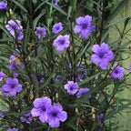 Chalily Blue Bells, a Great Live Pond Plant for Your Water Garden. Filters koi and Goldfish Ponds. Good for Bogs, Plant Shelf or Shallow Water This marginal Aquatic is a Real Beauty