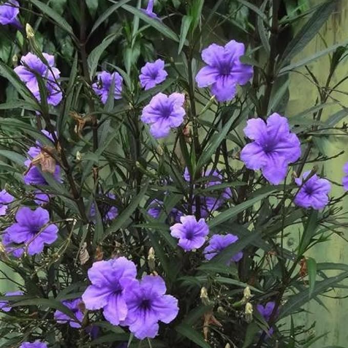 Chalily Blue Bells, a Great Live Pond Plant for Your Water Garden. Filters koi and Goldfish Ponds. Good for Bogs, Plant Shelf or Shallow Water This marginal Aquatic is a Real Beauty